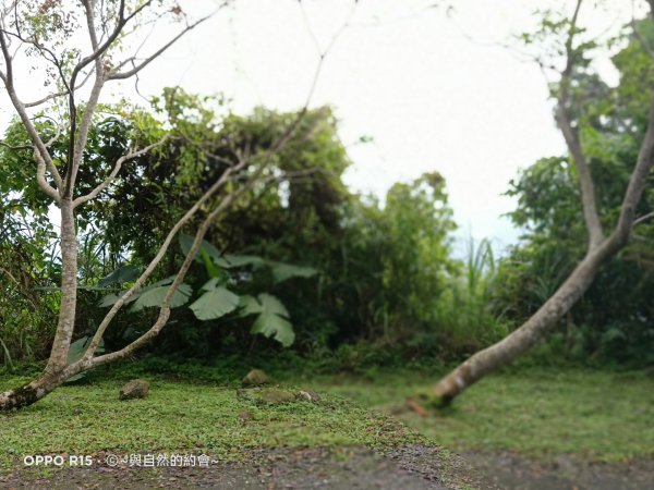 步道巡訪員 l 佐倉步道12月巡訪日誌1196210