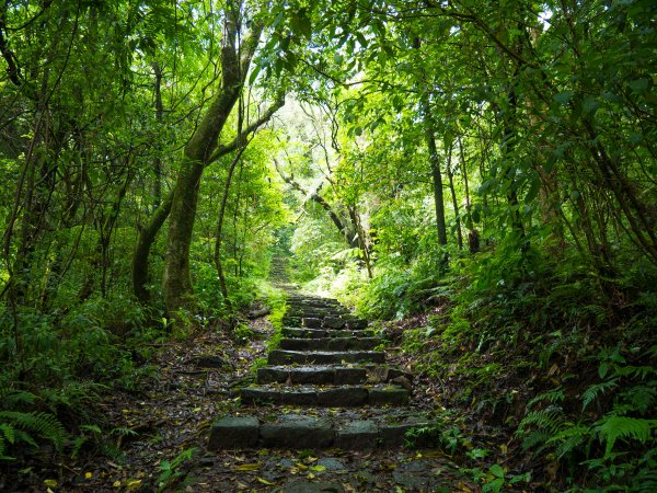 【行腳陽明山】初夏裡蒼翠欲滴的環七星山與百拉卡公路人車分道2188652