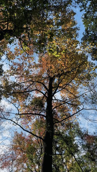 20260117三峽雲森瀑布2990309