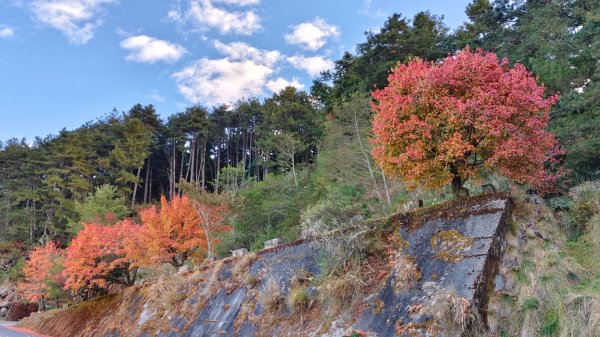 麟趾山、鹿林山、鹿林前山三山縱走(塔塔加三山)2990384