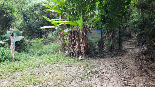 《台中》觀九九峰｜霧峰青桐林生態步道群202511092932218