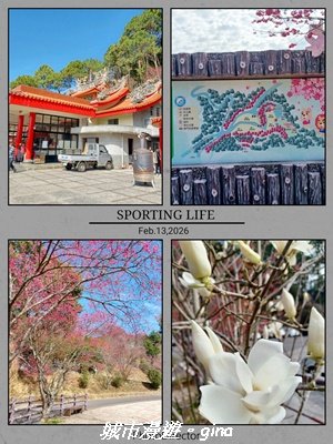 【苗栗獅潭】天晴賞花趣。 協雲宮櫻花步道x獅潭鄉神秘小徑x獅潭義民廟x銅鑼炮仗花海公園2999174