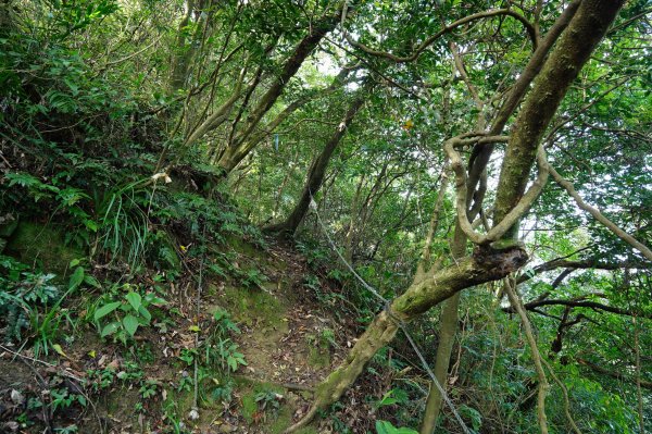 新北 瑞芳 粗坑口尖、碇內尖山、粗坑頭山、龍門山、滴水山2838285