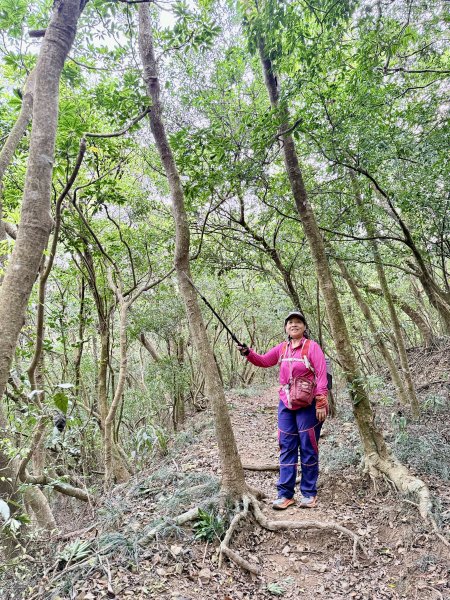 大漢林道登山趣(力里山.具馬奴山.崁頭窩山)  2026.3.283028033