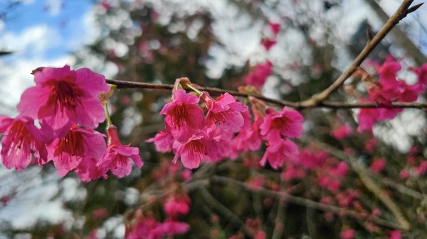 20260127獵人古道3031776