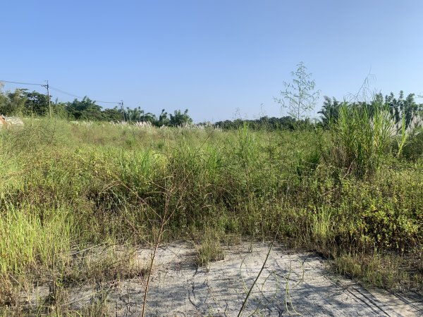 20250929台南草坪埔山-牛息山-竹腳湖山西北峰2899765