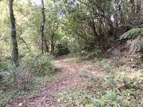 平溪區番子坑古步道O型3042598