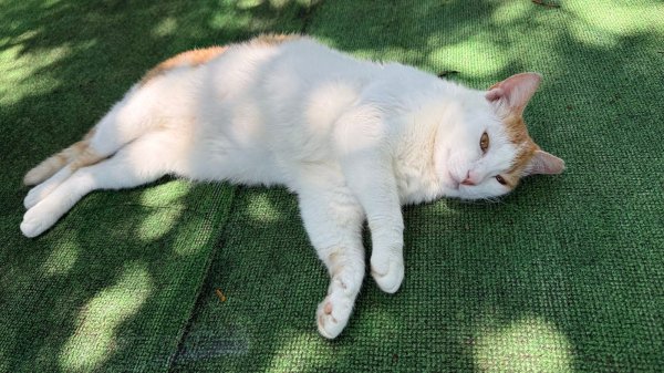 土城文筆山2803700