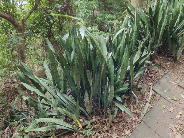 微笑山線之大棟山系2838150