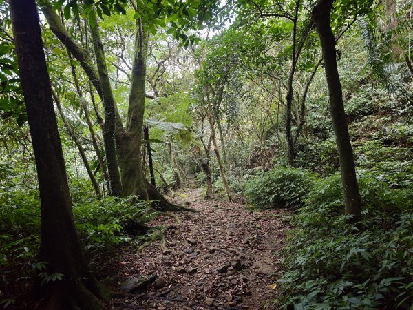 [淡蘭古道] 2026_0531 北路第一段_燦光寮古道(下)-牡丹溪畔3070964