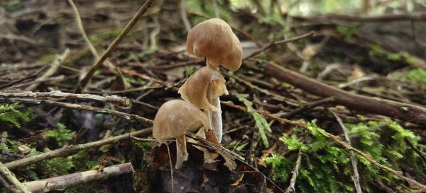 2025/06/15_盡尾山步道2812728