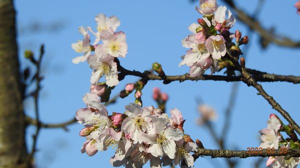 追花是簡單的快樂，賞花是恬淡的幸福。2/282045056