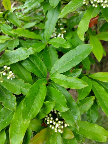稍來小雪山國家步道、船型山、鞍馬山、鞍馬山東北峰、天池、雪山神木2799771