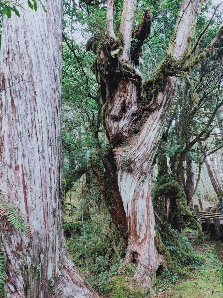 太平山檜木原始林步道1293028