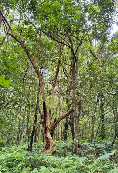 八五山古道賞九穹奇樹 尋鳥嘴下山（煤源山）2803366