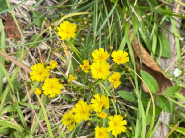 觀霧-檜山巨木群步道2925537