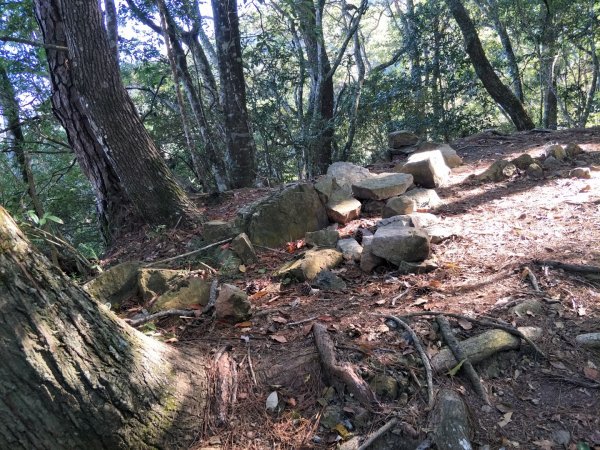 谷關七雄：八唐縱走(八仙山、唐麻丹山)1507566