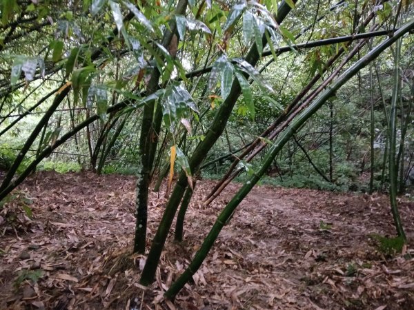 平溪區平溪子山遇雷雨O型2850162