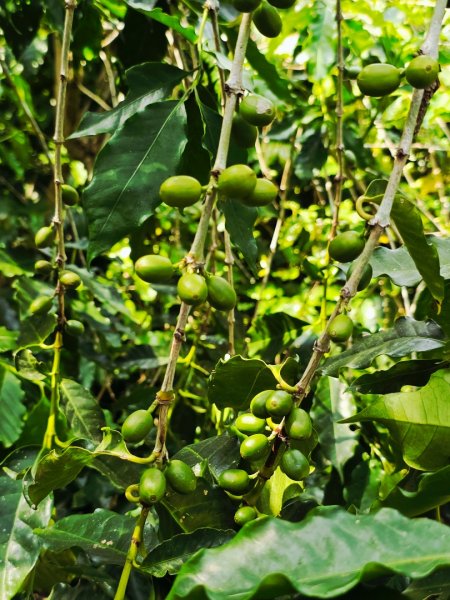 三段崎古道-2025森遊竹縣皮皮獅探險隊2890106