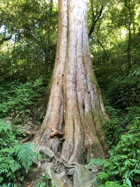 特富野古道走拉拉喀斯巨木群步道、梯子板山1182475