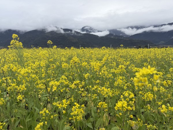 富里油菜花2704803