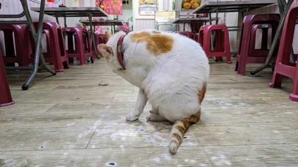 金字碑古道,大粗坑步道2518852