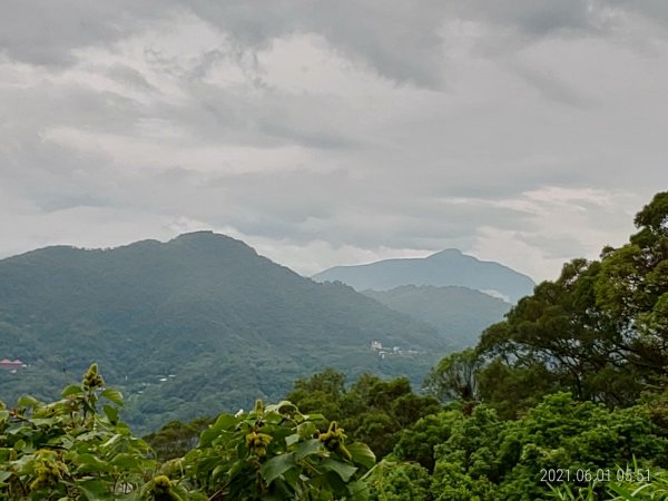 六月上旬晨走義確山下1413399