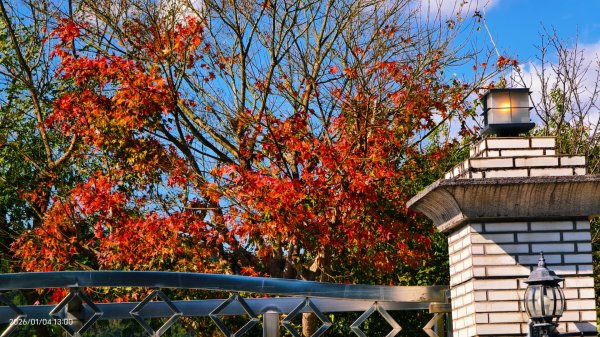 #花卉試驗中心 #永公路500巷 #平菁街42巷 #原住民公園 #士林官邸 1/42976528