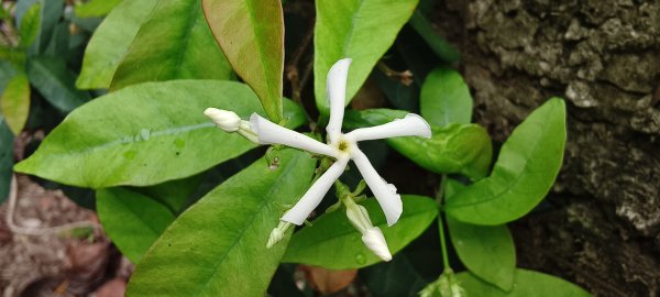 2026/02/27-荷苞山登山步道3010047