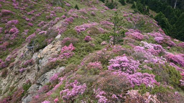 合歡山北峰 紅毛杜鵑611417