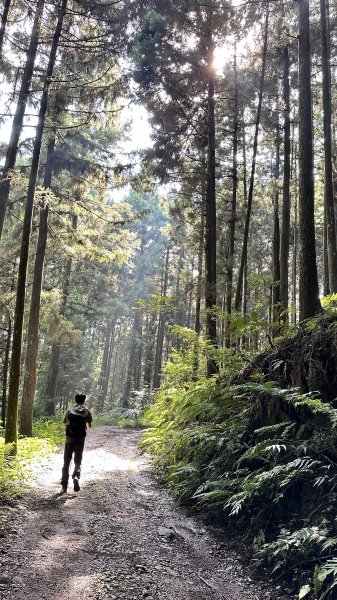 「鵝公髻山x山上人家」柳杉林中森呼吸~2264683