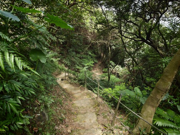 [淡蘭古道] 2026_0523 南路第一段_妙高台步道3069505