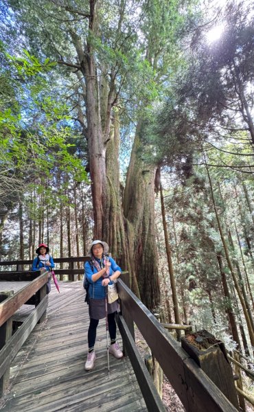 觀霧-檜山巨木群步道2925583