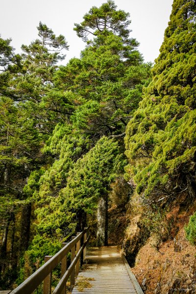 [冬訪大霸聖山岳參行]-榮耀桂冠B'bu' Papak聖稜精選輯2974837