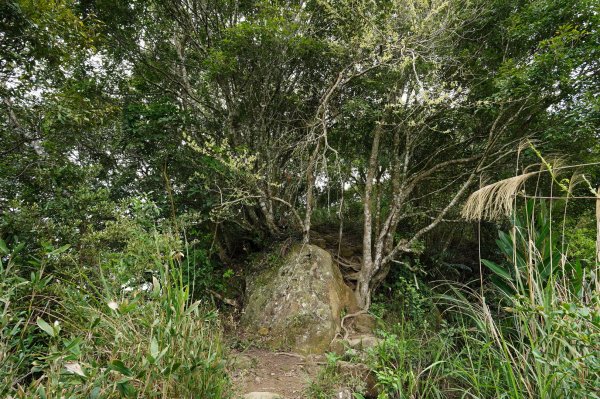 新竹 峨嵋 獅頭山、獅尾山、六寮山、猿山2450075