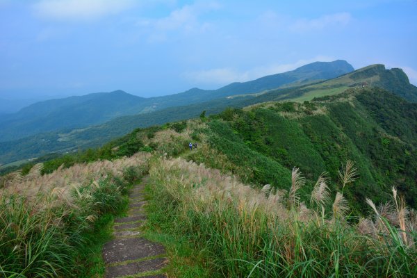 草嶺古道 桃源谷 芒花季1509051