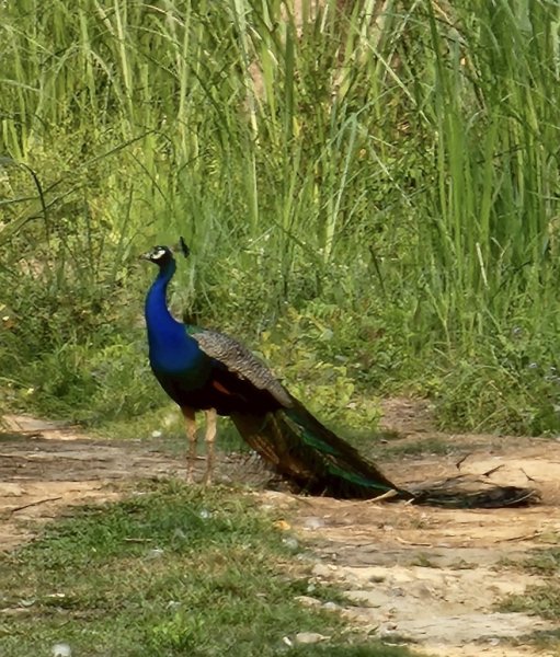 尼泊爾奇旺國家公園4天三夜2790896