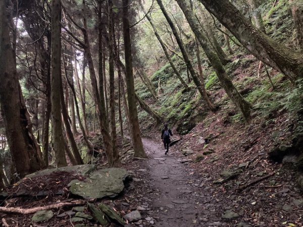 檜山巨木群森林步道2316162