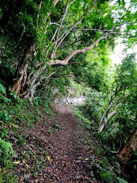 瓦拉米步道(登山口至佳心段)-(花蓮)臺灣百大必訪步道2789423