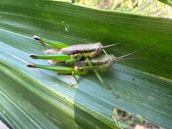 高雄美濃月光山2734928
