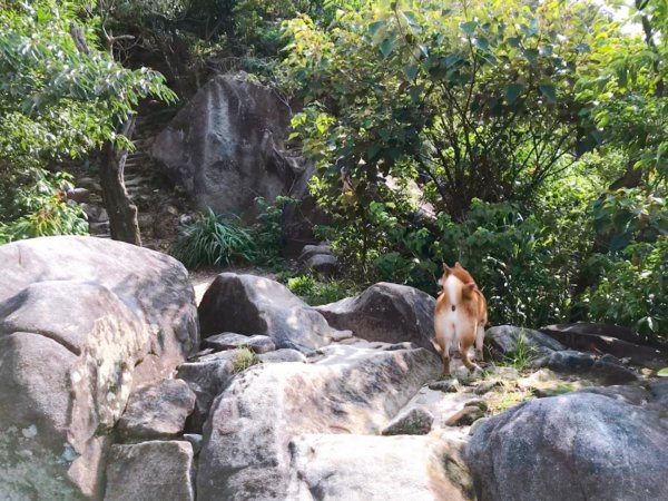 金面山步道1071837