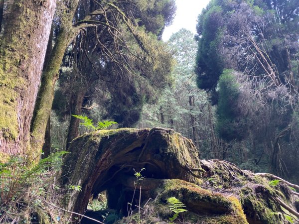 1131215大塔山步道2669075