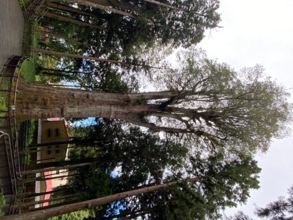 阿里山神木園區1497368