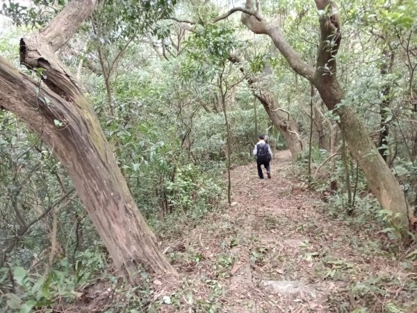 基隆市三層山+湳子大崙+淡基橫斷古道+面桶寮土地公2982253