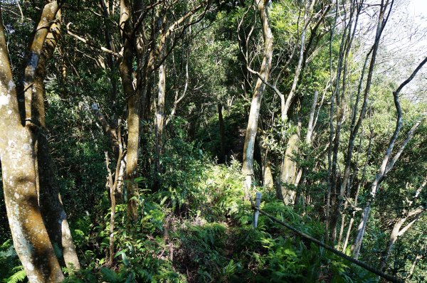 苗栗三義三角山596997