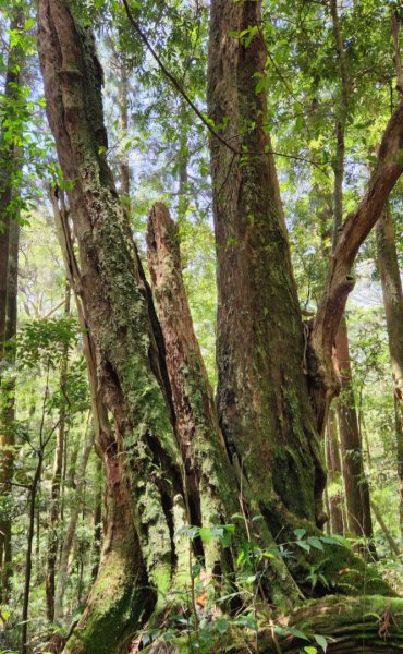 【中級山】與山毛櫸的邂逅，逐鹿山2742675
