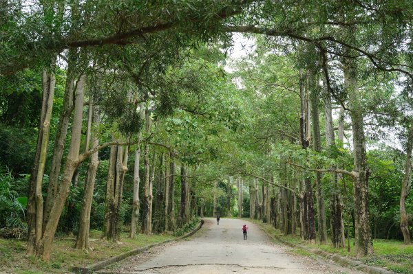 臺中 太平 三汀山、埤頭山2638039