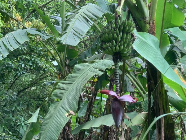 大崎棟古道、騎龍古道2772308