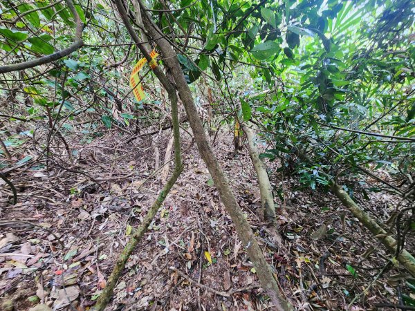 20250329東坑山八角崠山打鹿坑山2798894