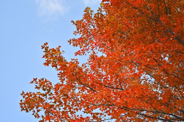 鳶嘴稍來步道賞楓季 ，大雪山門票優惠到12/31！2969537